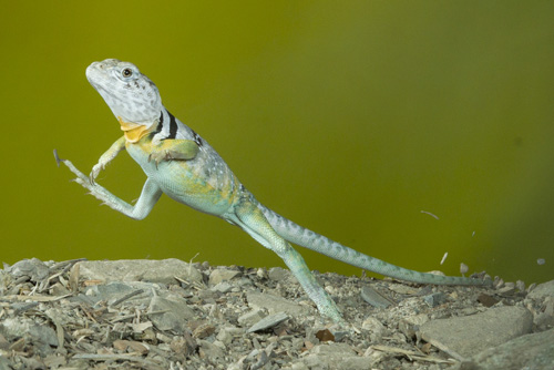 lizard